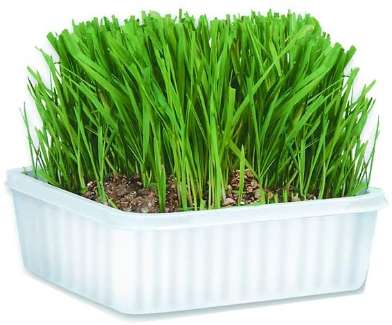 Cat A Bout Cat Grass Plus Growing Kit 150g Critters Pet Health Store